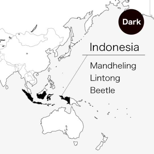 ڿMandheling Lintong Beetle