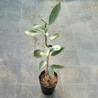 ߤ   60cm 5濼ȭ