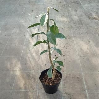 Ƭ椺  60cm 5濼ȭ