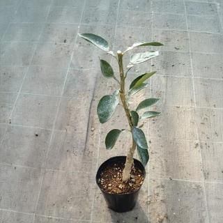β  60cm 5濼ȭ