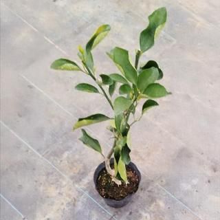 ϥ륫  60cm 5濼ȭ